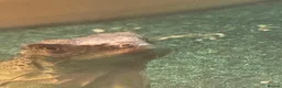 Iguana reptiles for sale: Female green iguana  - Advert 2