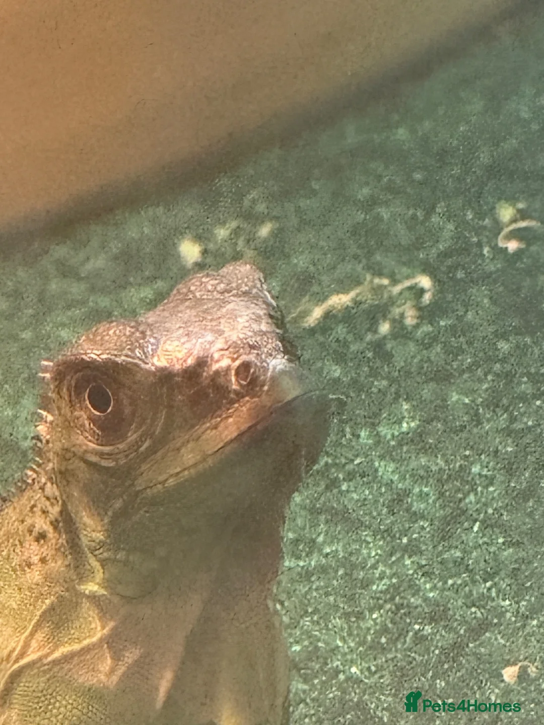 Iguana reptiles for sale: Female green iguana  - Advert 2