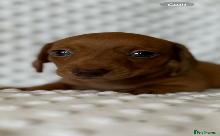 Miniature Dachshund dogs - Advert 4