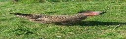 Chickens poultry for sale: Chickens for sale in Blackburn - Advert 4