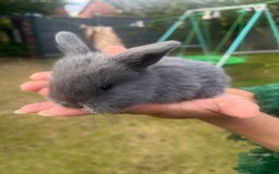 Mini Lion Lop rabbits for sale: Mini lop - Image 25