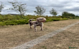 Australian Labradoodle dogs for sale: *waiting list* Australian labradoodles - Image 3