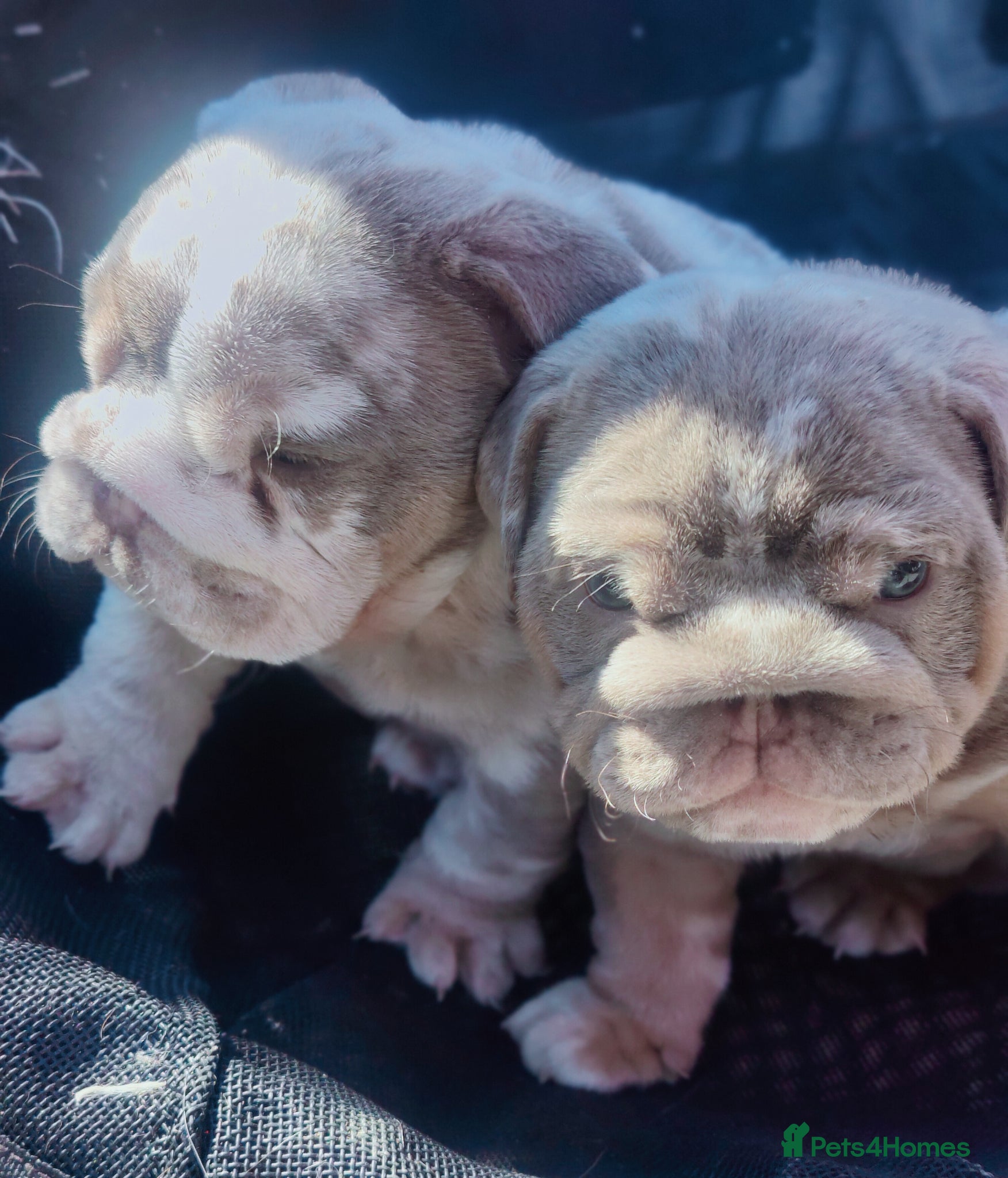 English Bulldog dogs Stunning puppy s - Advert 2