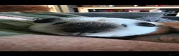 Guinea Pig rodents for sale: Bonded pair male guinea-pigs  - Advert 7
