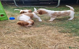 Cavalier King Charles Spaniel dogs for sale: Beautiful Blenheim puppies  - Image 12