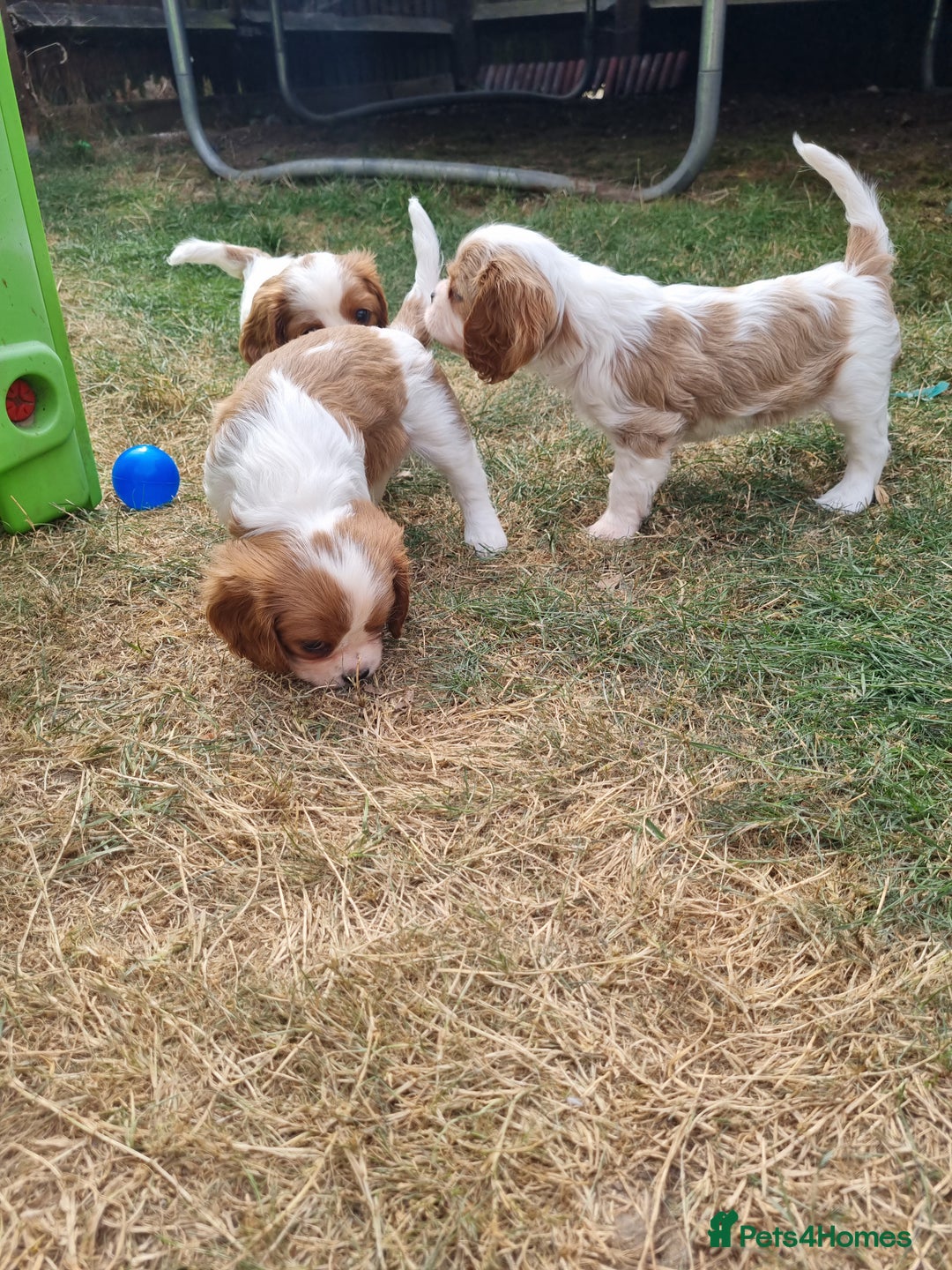 Cavalier King Charles Spaniel dogs for sale: Beautiful Blenheim puppies  - Image 12