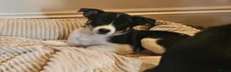 Border Collie dogs for sale: Beautiful Border Collie Pups for sale - Advert 6