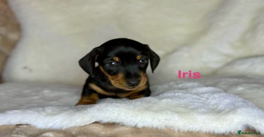 Miniature Dachshund dogs - Advert 4