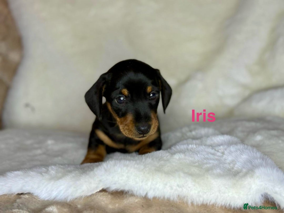 Miniature Dachshund dogs for sale: PRA clear super looking puppies - Image 4