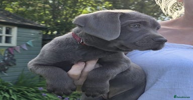 Labrador Retriever dogs - Advert 7
