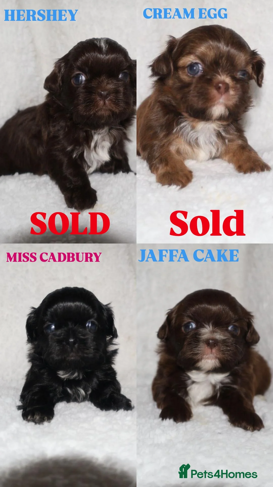 Shih Tzu dogs ⭐️ 5 STAR IMPERIAL SHIH TZU PUPPIES ⭐️ - Advert 18