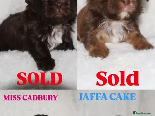 Shih Tzu dogs ⭐️ 5 STAR IMPERIAL SHIH TZU PUPPIES ⭐️ - Advert 18