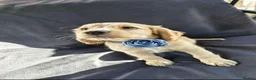 Cocker Spaniel dogs for sale: KC Reg health tested working cocker spaniel pups  - Advert 10