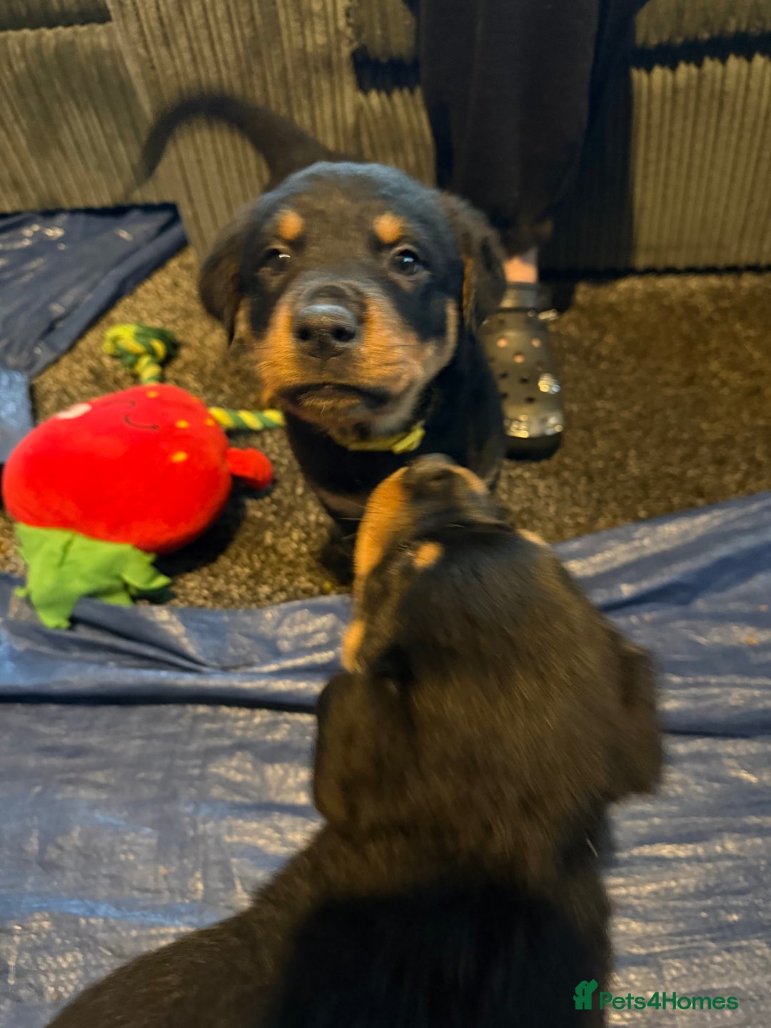 Mixed Breed dogs for sale: Beautiful chunky 3/4 Rottweiler 1/4 sharpei pups  - Advert 23