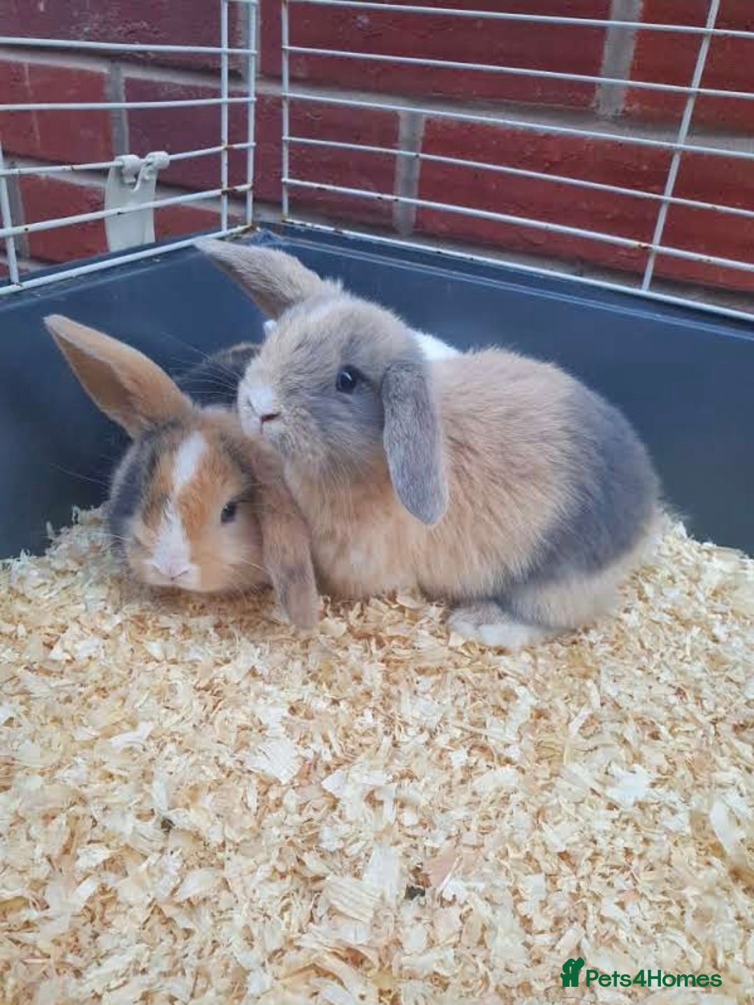 Mini Lop rabbits FREE STARTER PACK! Stunning baby mini lops - Advert 16