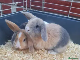 Mini Lop rabbits FREE STARTER PACK! Stunning baby mini lops - Advert 16