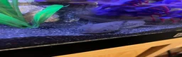 Axolotl reptiles for sale: Male axolotl 18months old in Stockbridge - Advert 5