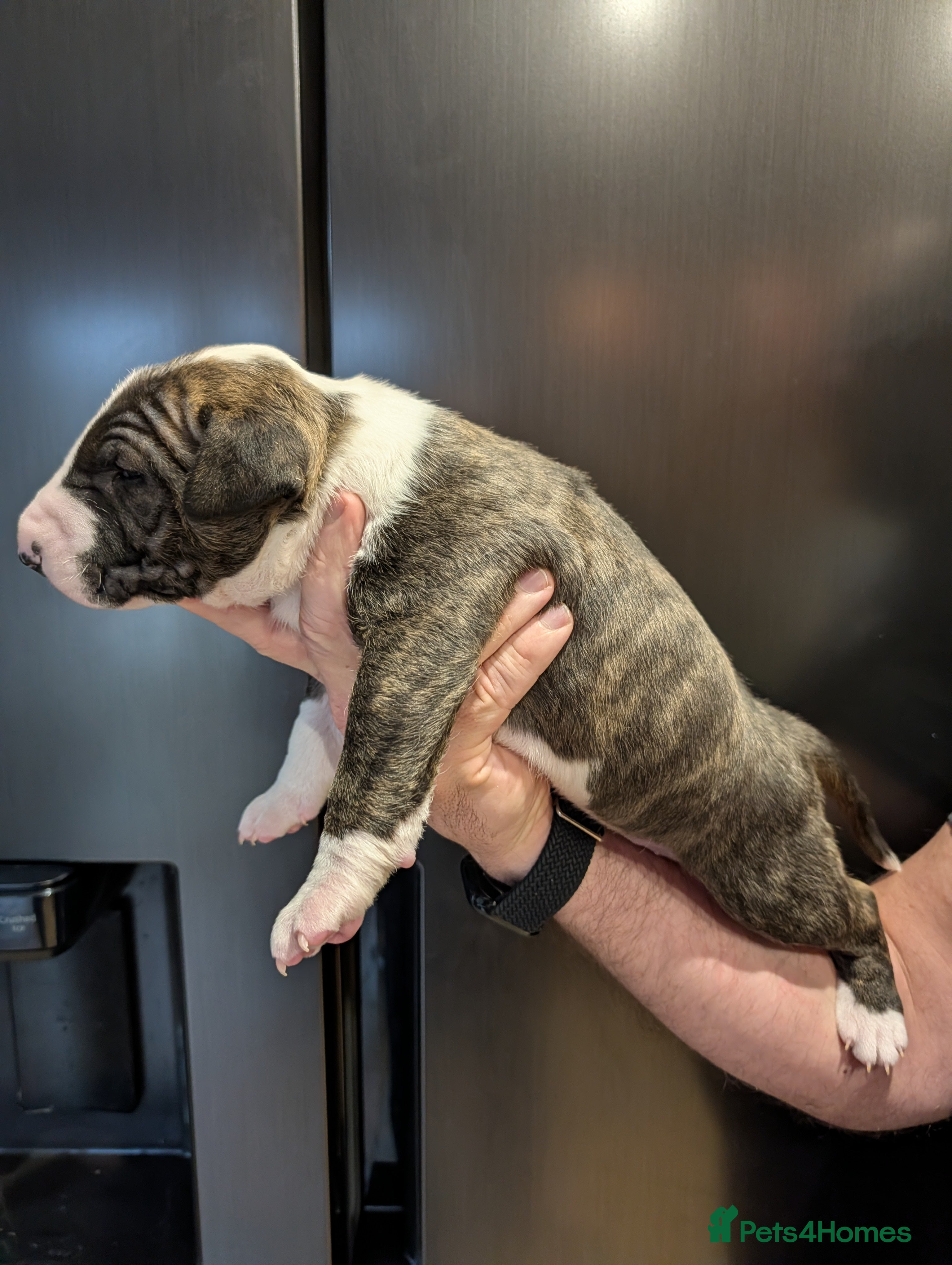 English Bull Terrier dogs English bull terrier pups - Advert 1