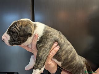 English Bull Terrier dogs English bull terrier pups - Advert 11