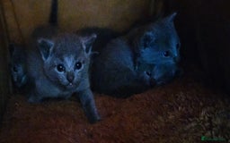 Russian Blue cats for sale: TICA Registered Kittens for Sale – £1200 - Image 7