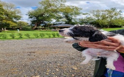 Mixed Breed dogs for sale: Jackapoo pups - Image 6