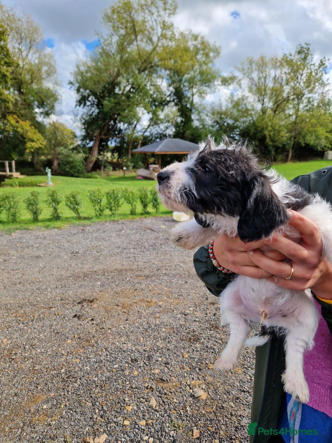 Mixed Breed dogs for sale: Jackapoo pups - Image 6