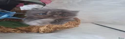 Persian cats for sale: Blue kittens  - Advert 7