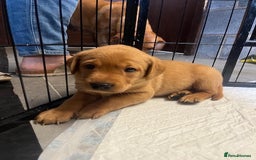 Labrador Retriever dogs for sale: Beautiful Red Fox Labrador Pups – 4 Boys & 4 Girls - Image 15