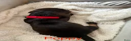 Dachshund dogs for sale: Lovely bunch of Standard Dachshund puppies💐 in Newtown - Advert 14