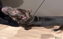 Mixed Breed dogs for sale: A loving and playful soul looking for a new home  - Image 1