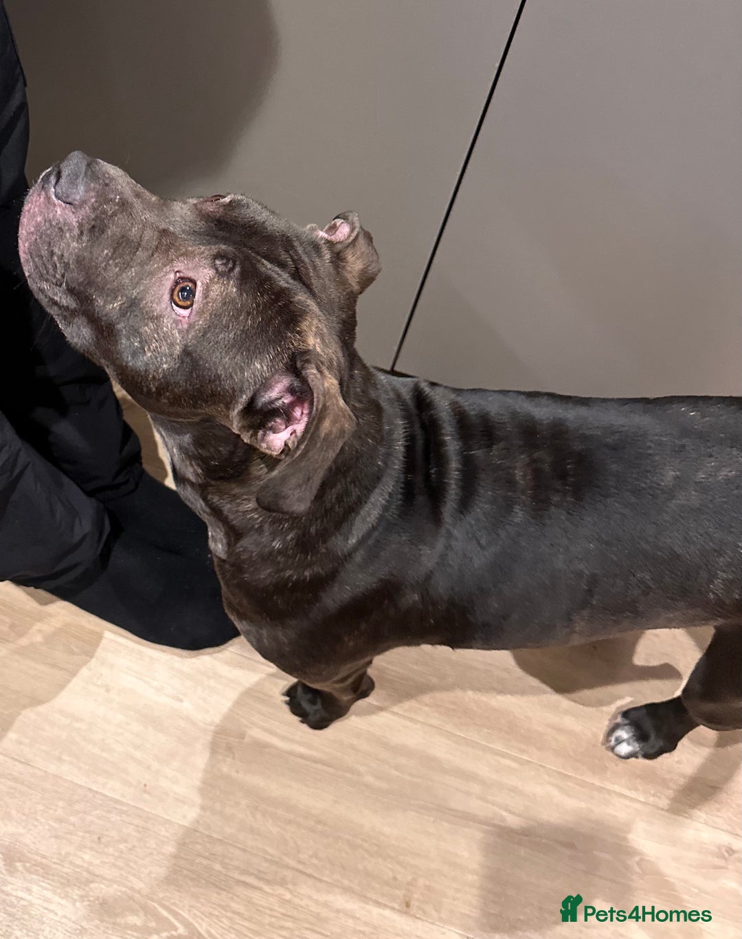 Mixed Breed dogs for sale: A loving and playful soul looking for a new home  - Image 1