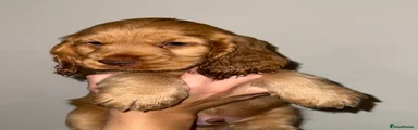 Cocker Spaniel 2