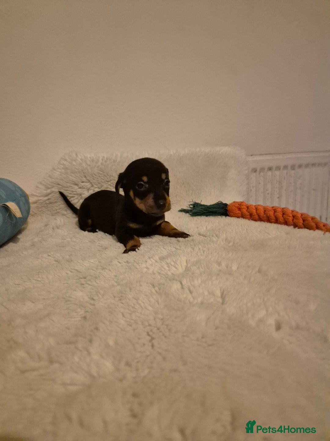 Miniature Dachshund dogs for sale: ❤️ 🐕 Miniature Dachshunds  - Image 28