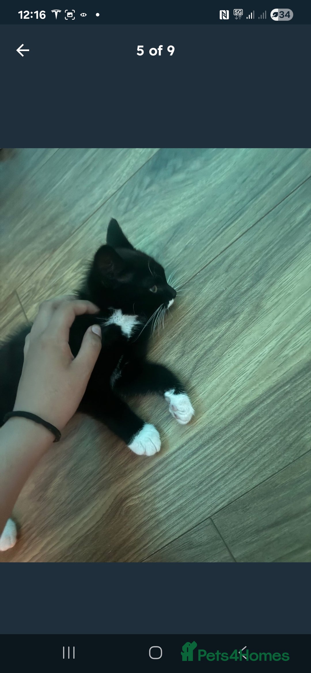 Domestic Shorthair cats for sale: 12-Week-Old Playful Tuxedo Kitten – Vaccinated  - Image 5