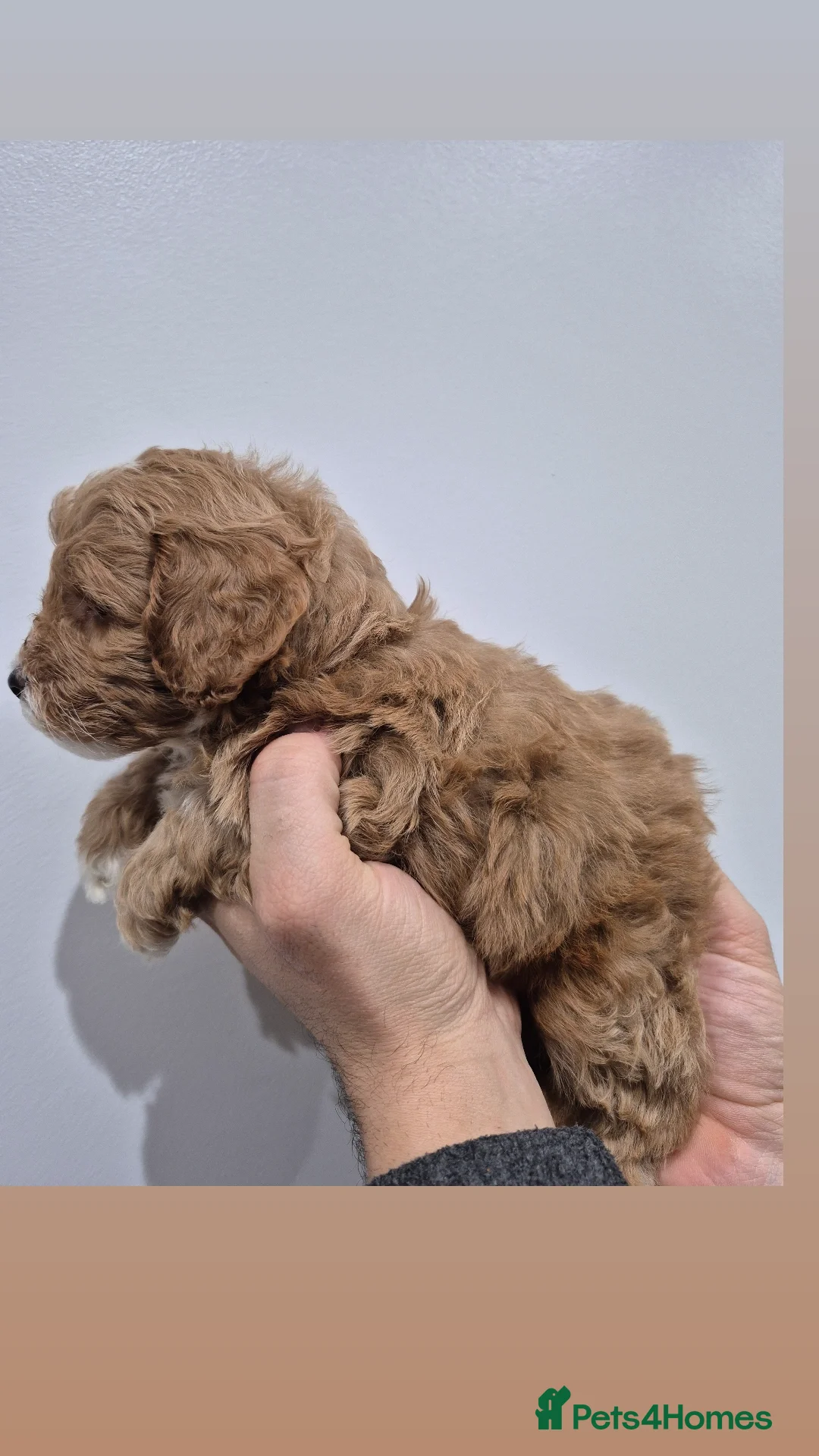 Cockapoo dogs for sale: Last boy remaining. F1B red cockapoo puppies - Advert 9
