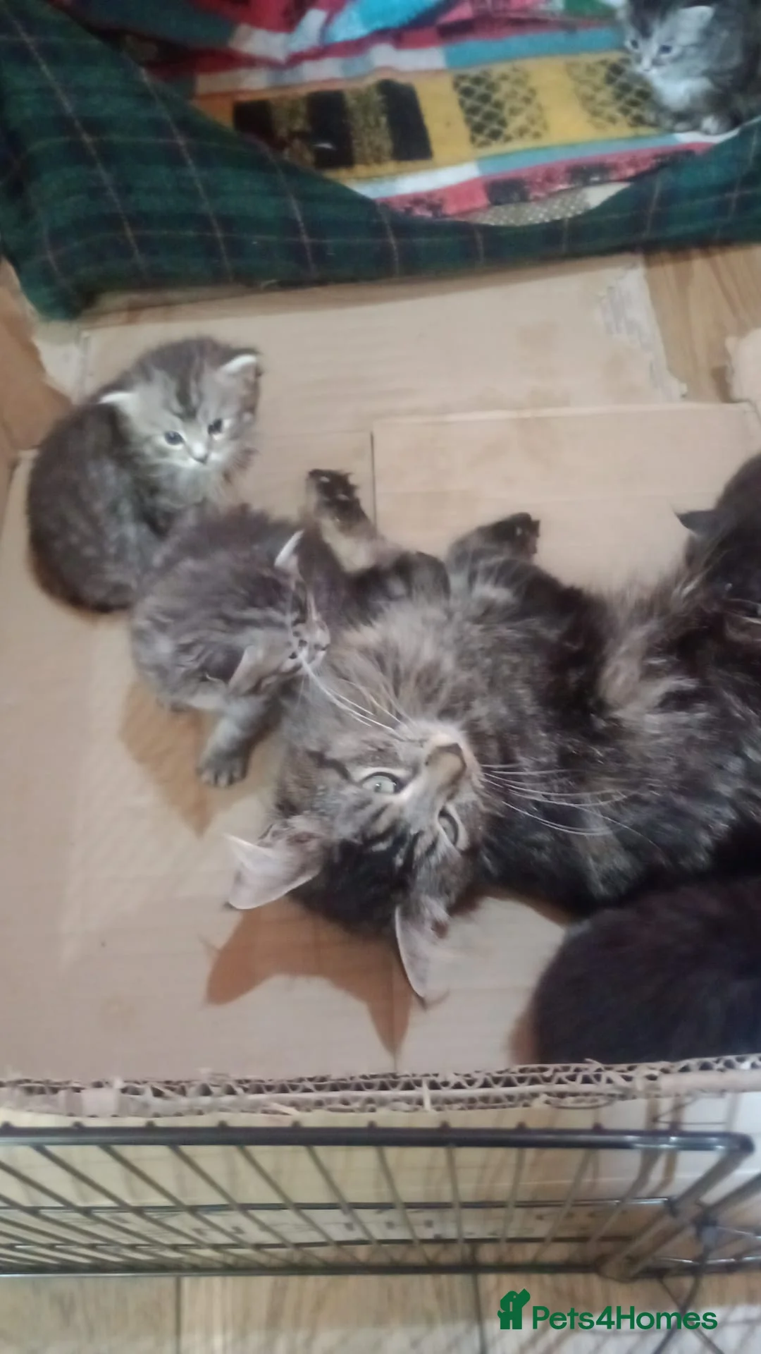 Maine Coon cats for sale: Maine Coon kittens, Mother is tica registered. - Advert 2