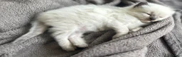 Ragdoll cats for sale: Ragdoll kitten for sale  - Advert 4