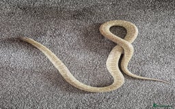 King Snake reptiles for sale: Hypo Florida Kingsnake, Male Adult - Image 4