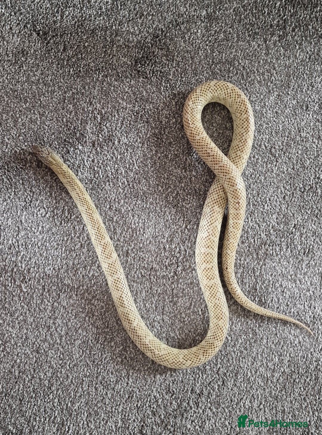 King Snake reptiles for sale: Hypo Florida Kingsnake, Male Adult - Image 4