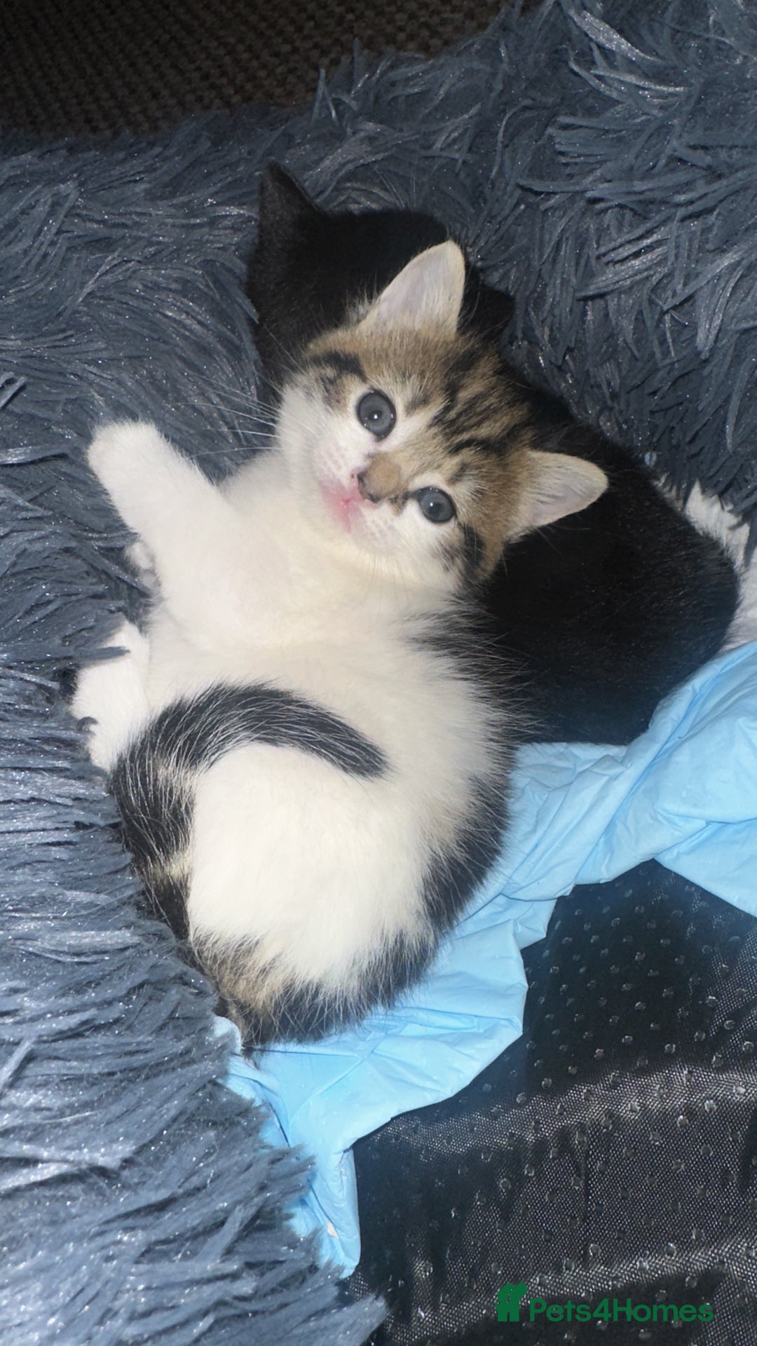 Mixed Breed cats for sale: FEMALE KITTEN READY TO COLLECT  - Image 1