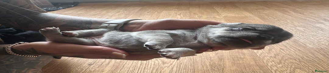 Pug Puppy 7