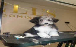 Maltipoo dogs for sale: RARE SILVER Teddy asian Maltipoo FULLY VACCINATED  - Image 7