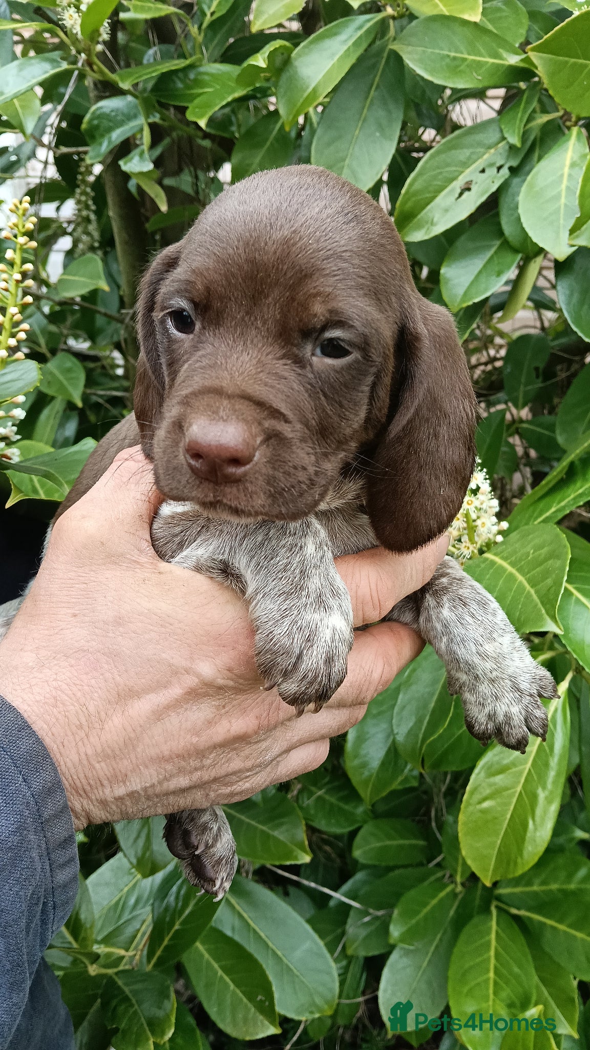 Pointer dogs HPR Puppies - Friendly ready Soon - Advert 1