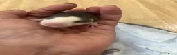 Rat rodents for sale: Baby Dumbo Rats - Advert 4