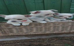 Chihuahua dogs for sale: CHIAHUAHUA PUPPYS - Image 6