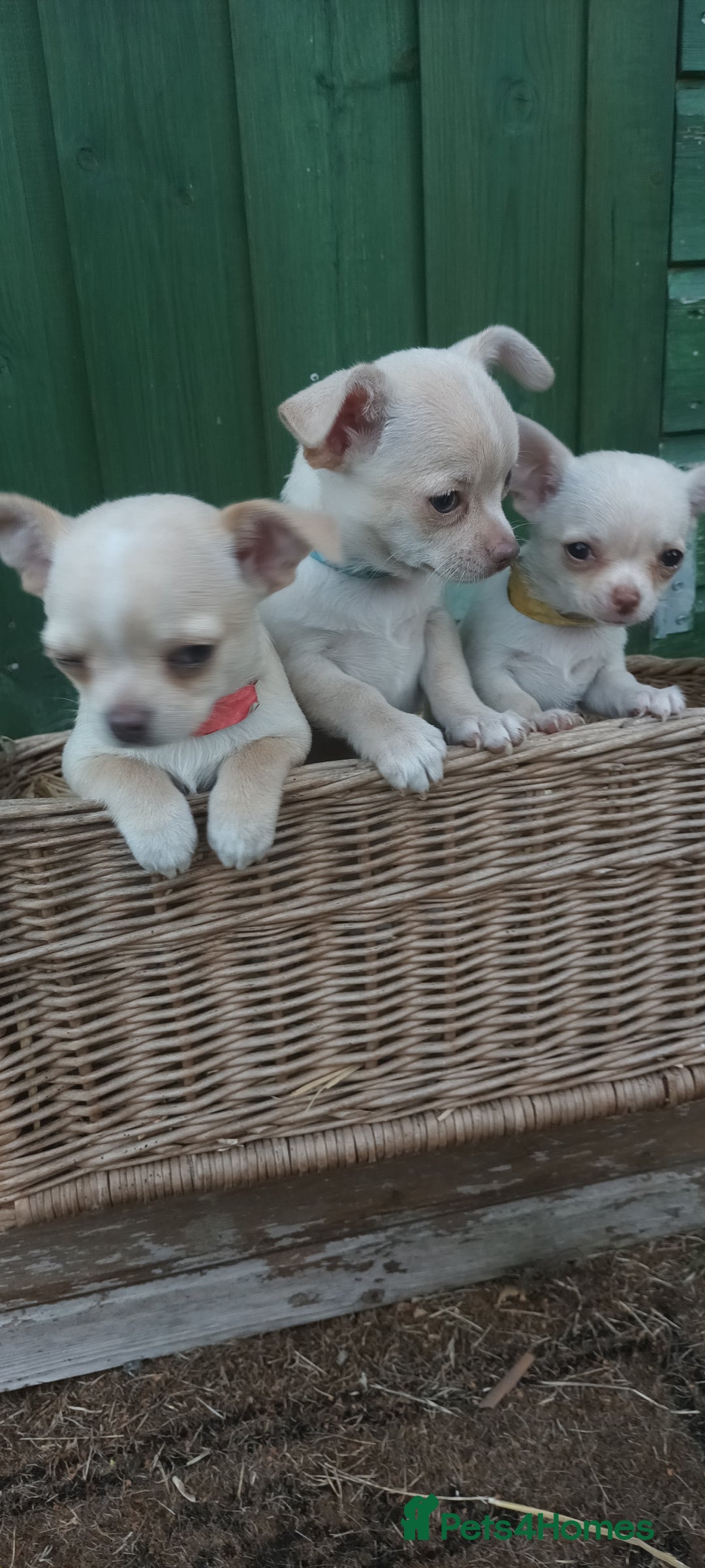 Chihuahua dogs for sale: CHIAHUAHUA PUPPYS - Image 6