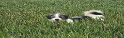 Mixed Breed dogs for adoption: Meet Ash, currently residing in Essex in Burnham-on-Crouch - Advert 6
