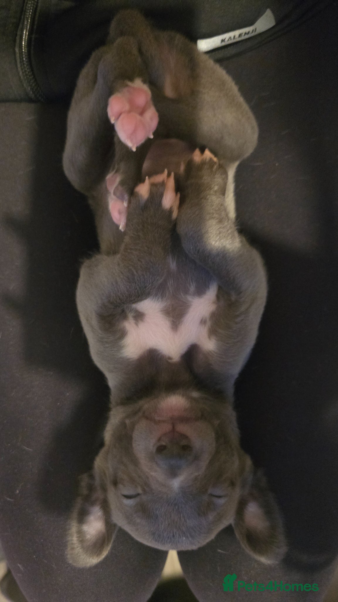 Whippet dogs Small type whippets blue/white - Advert 2