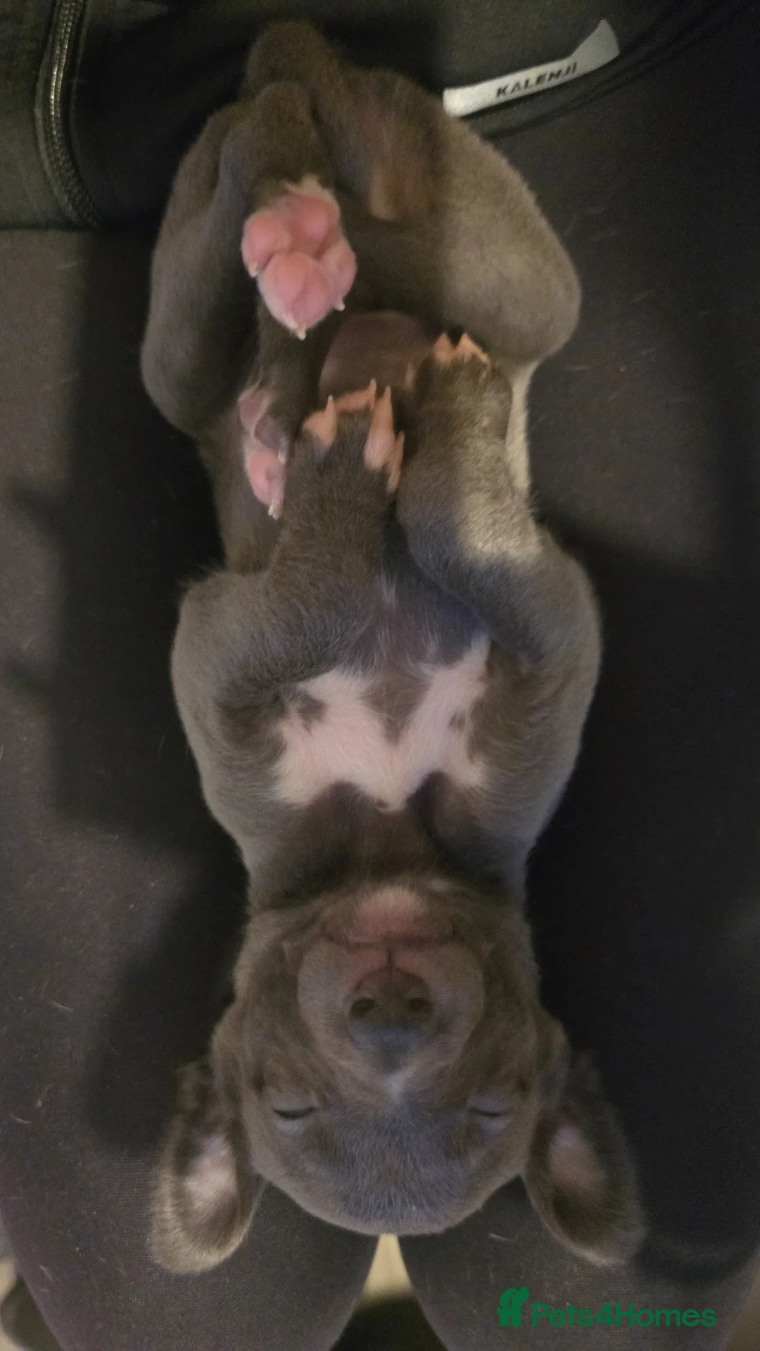 Whippet dogs for sale: Small type whippets blue/white in Warrington - Advert 2