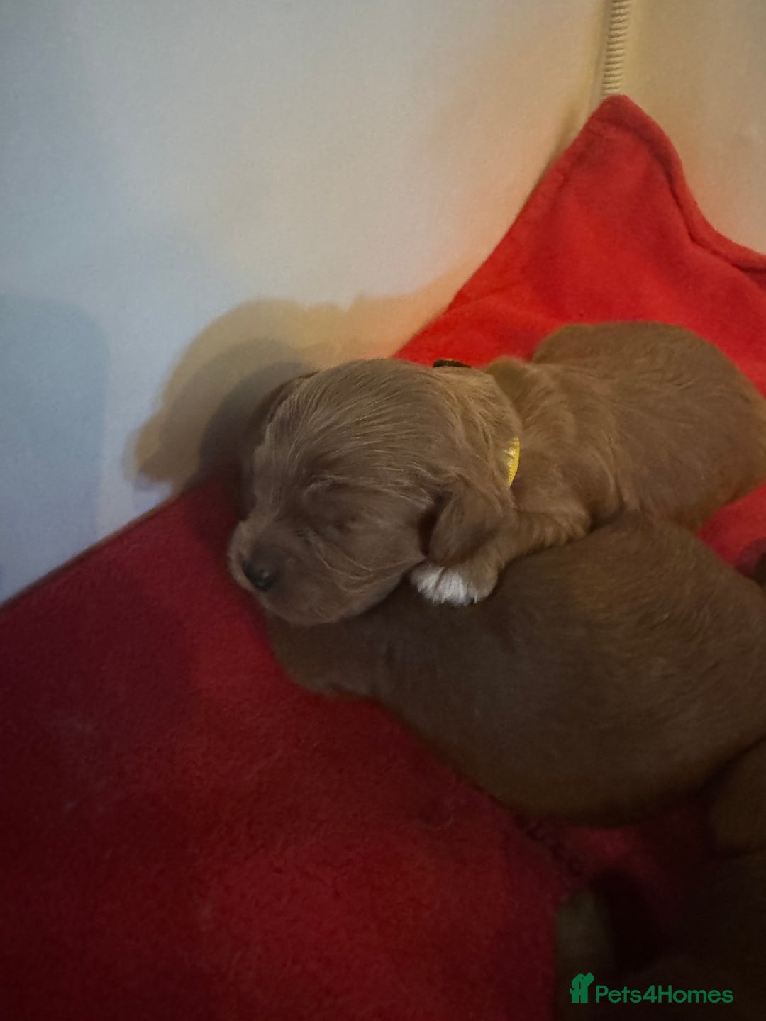 Cavapoo dogs for sale: Stunning F1 Toy Cavapoo’s 5* licensed breeder DNA - Advert 5